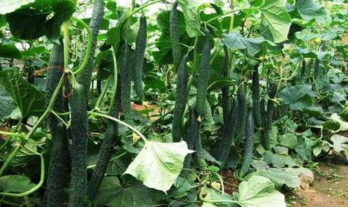 最美的吃瓜季节,尽享美味——最美吃瓜季节盛启  第1张